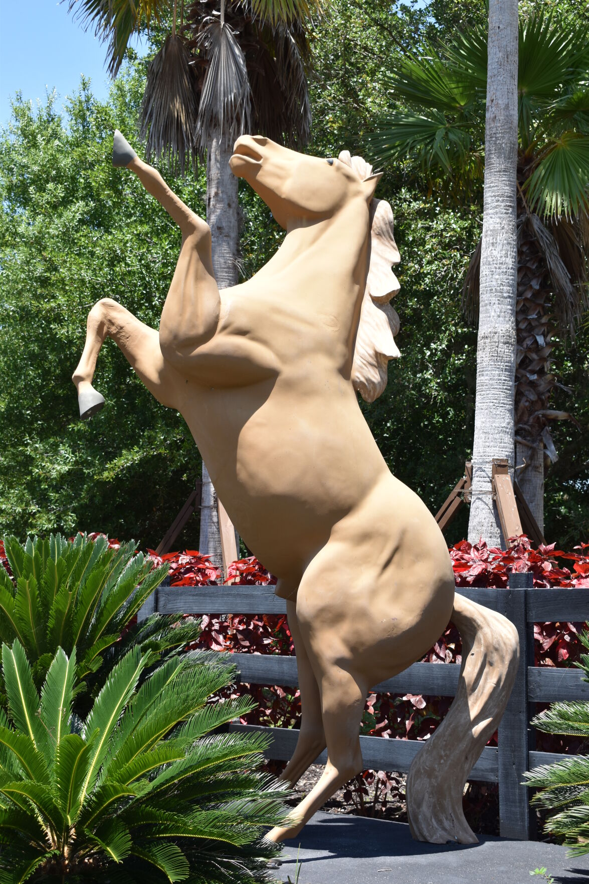Horse to the right of Tall Palms Ranch